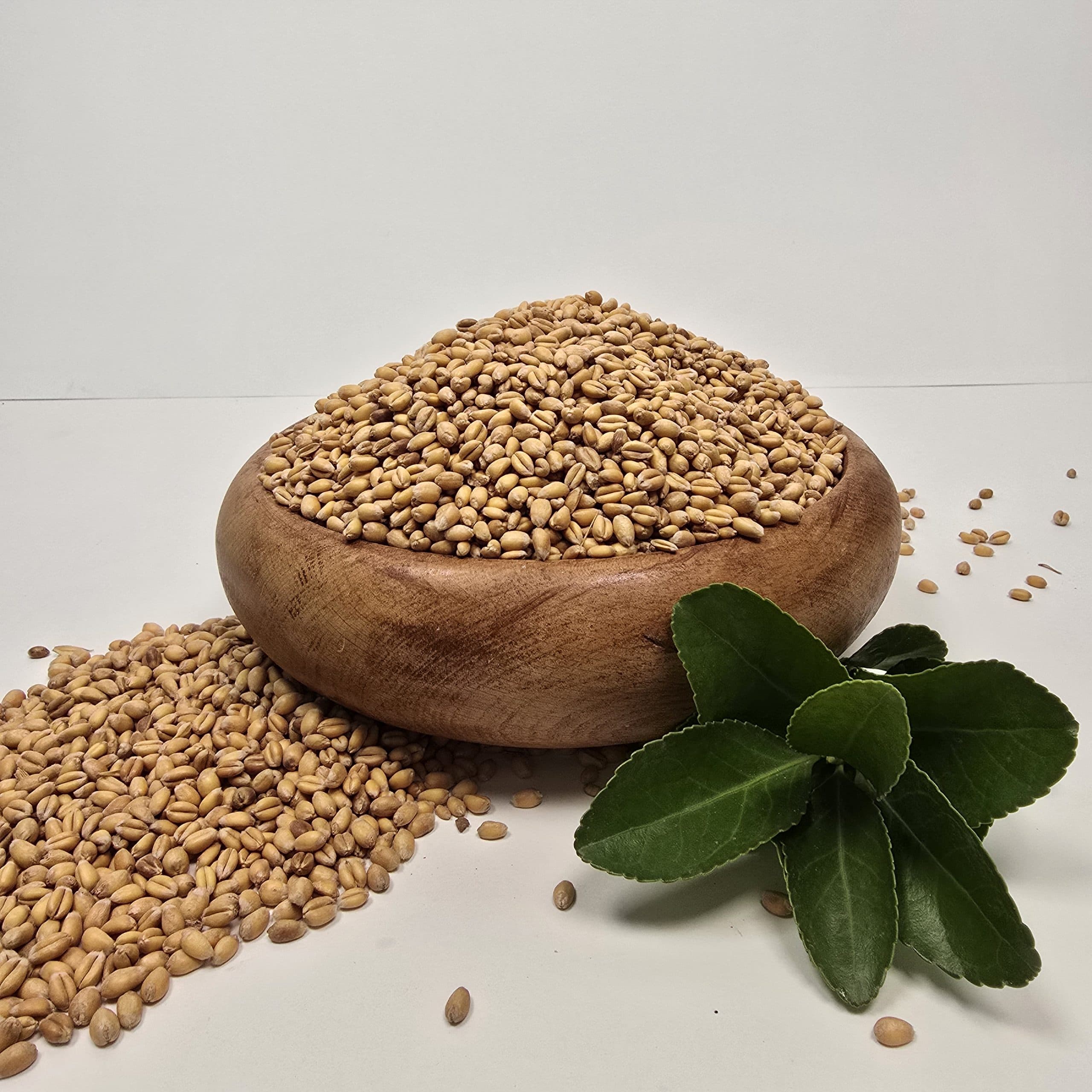 گندم آجیلی