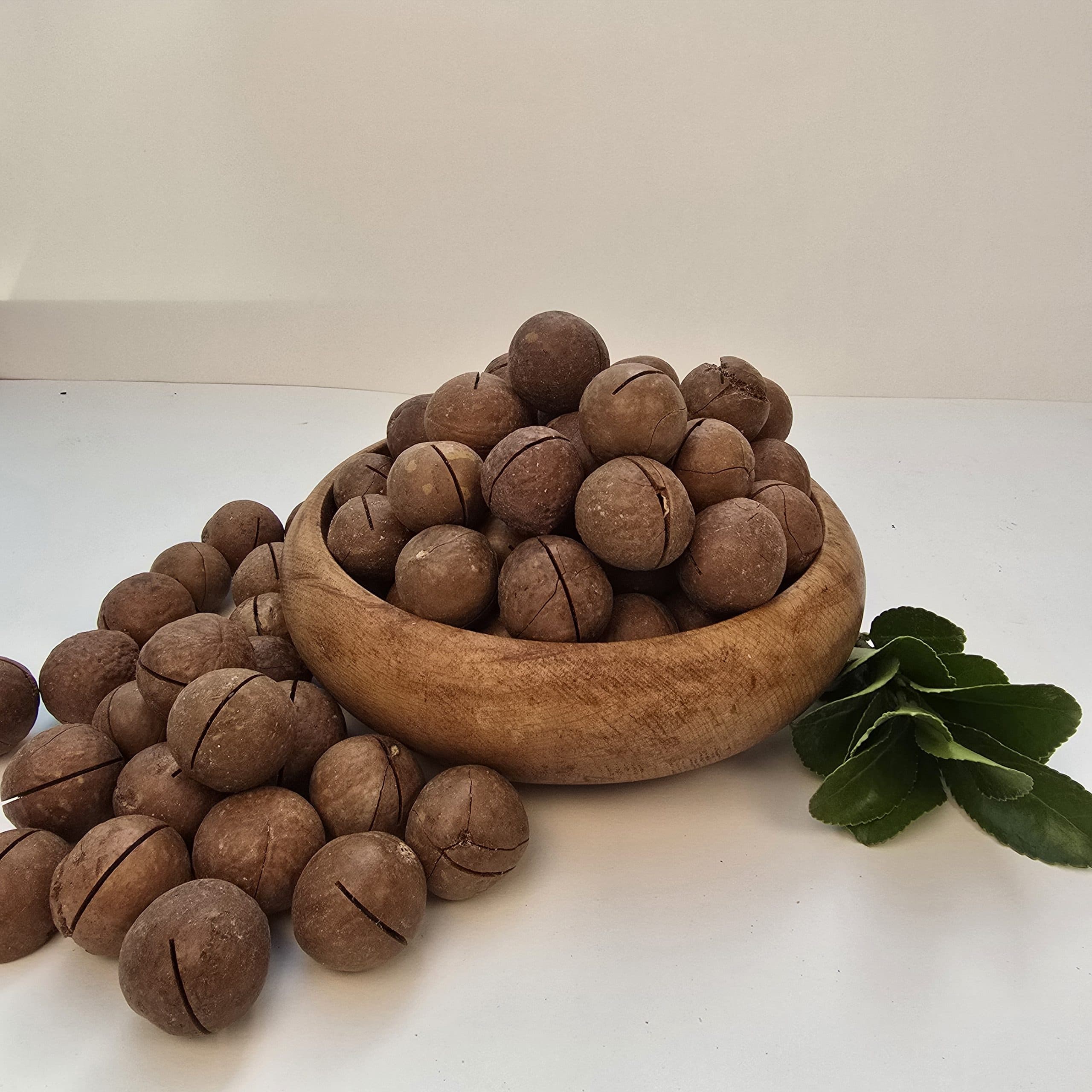 ماکادمیا فوق درشت