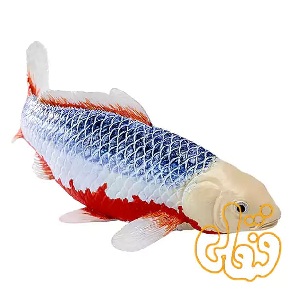 فیگور ماهی کوی کارپر – آساگی موجو Koi Carp – Asagi 381100 — تصویر ۳