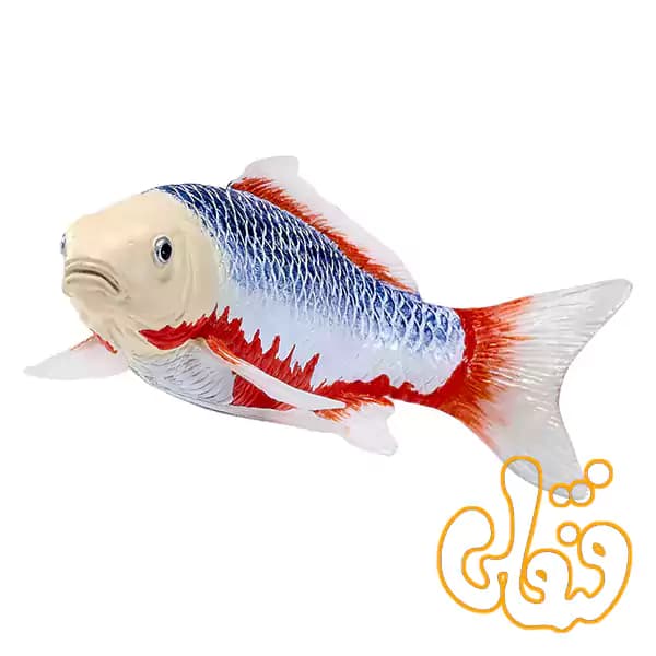 فیگور ماهی کوی کارپر – آساگی موجو Koi Carp – Asagi 381100 — تصویر ۶