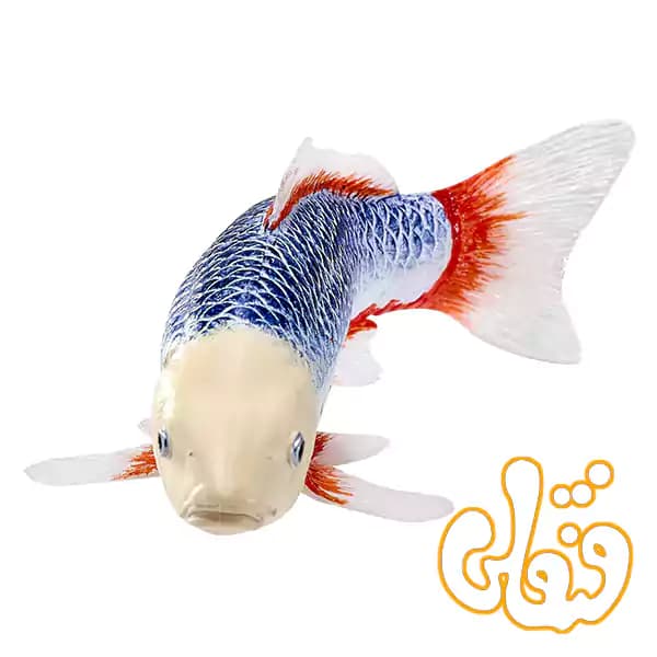 فیگور ماهی کوی کارپر – آساگی موجو Koi Carp – Asagi 381100 — تصویر ۲