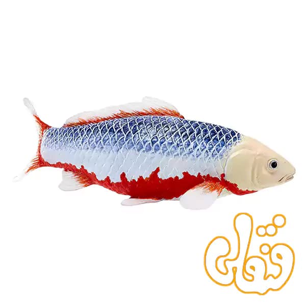 فیگور ماهی کوی کارپر – آساگی موجو Koi Carp – Asagi 381100 — تصویر ۴