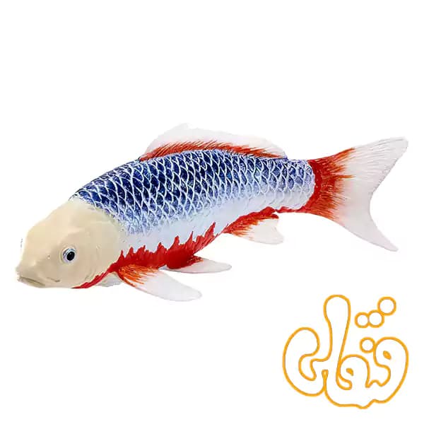 فیگور ماهی کوی کارپر – آساگی موجو Koi Carp – Asagi 381100