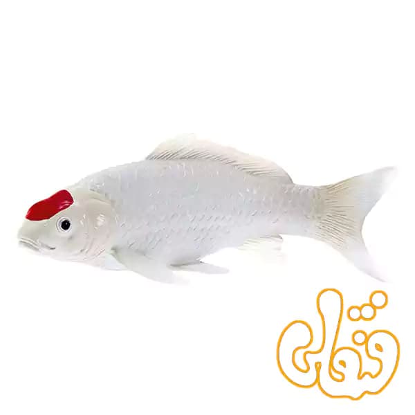 فیگور ماهی کوی کارپر – تانچو موجو Koi Carp – Tancho 381101