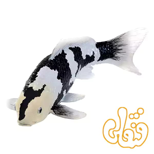 فیگور ماهی کوی کارپر – شیرو اتسوری موجو Koi Carp – Shiro Utsuri 381102 — تصویر ۲