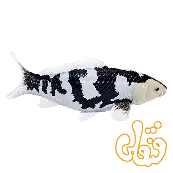 فیگور ماهی کوی کارپر – شیرو اتسوری موجو Koi Carp – Shiro Utsuri 381102 — تصویر ۳