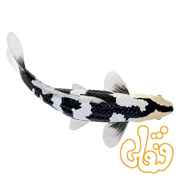 فیگور ماهی کوی کارپر – شیرو اتسوری موجو Koi Carp – Shiro Utsuri 381102 — تصویر ۶