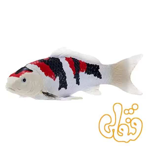 فیگور ماهی کوی کارپر – شوا سانشوکو موجو Koi Carp – Showa Sanshoku 381103