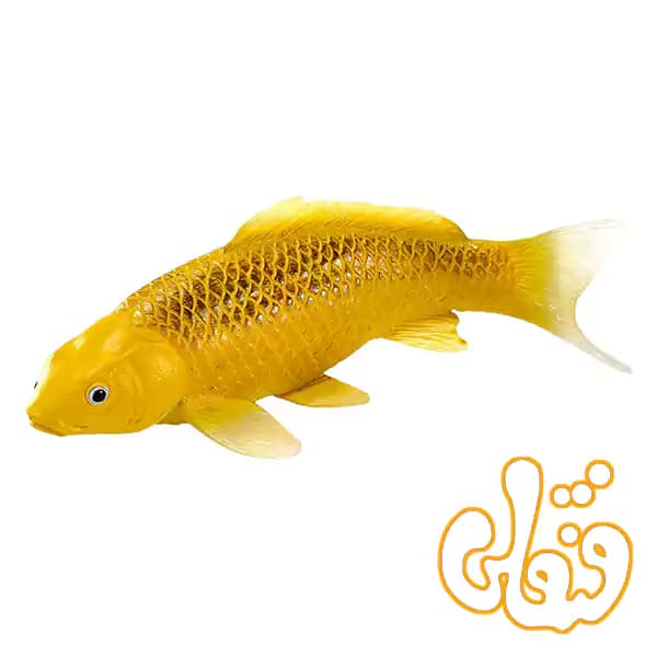 فیگور ماهی کوی کارپر – کین ماتسوبا موجو Koi Karper – Kin Matsuba 381105