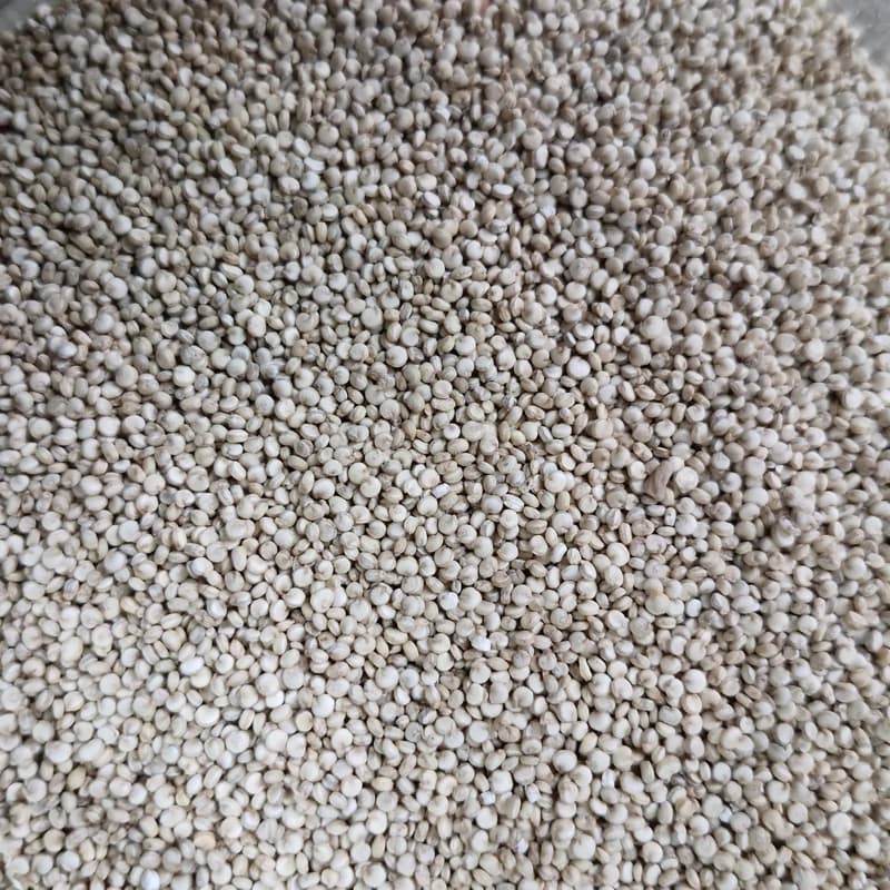 کینوا یک کیلو — تصویر ۲