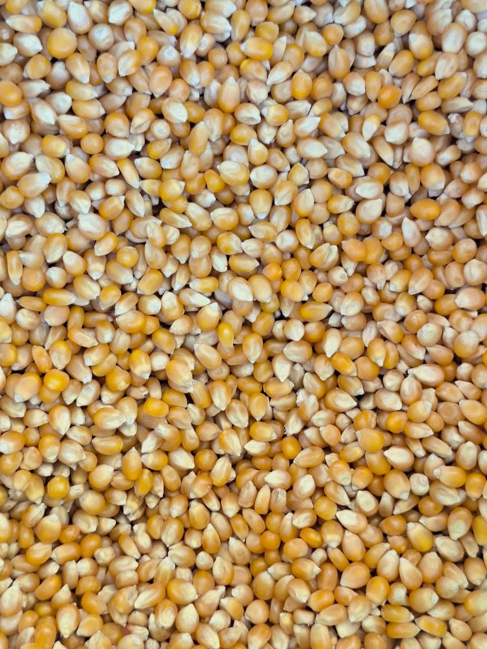 ذرت یک کیلو — تصویر ۲