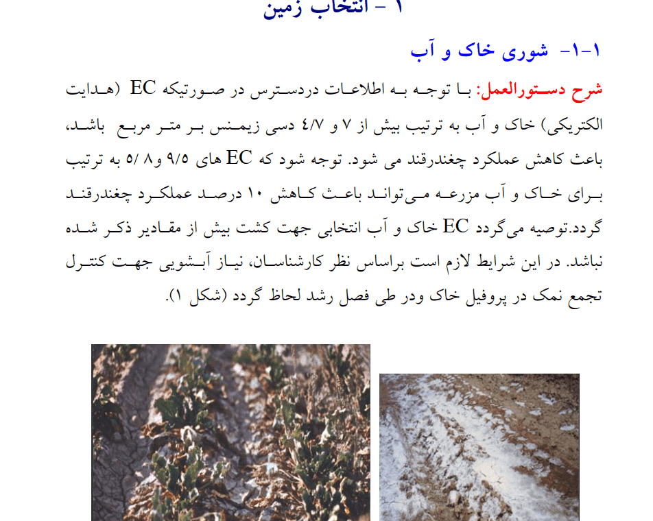 دانلود جزوه راهنمای زراعت چغندرقند — تصویر ۶