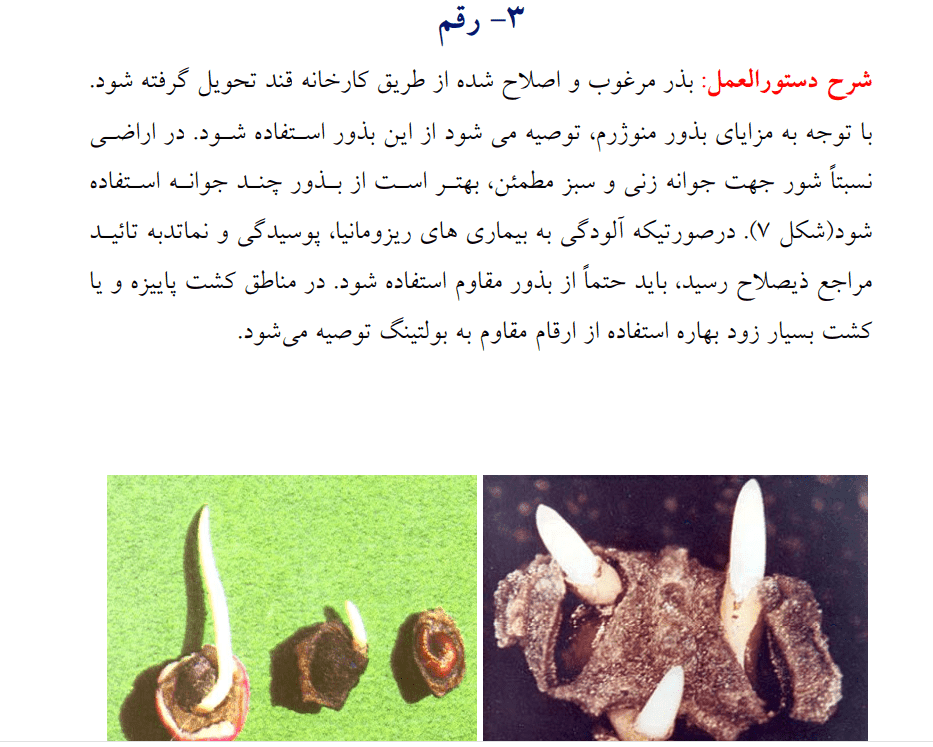 دانلود جزوه راهنمای زراعت چغندرقند — تصویر ۴