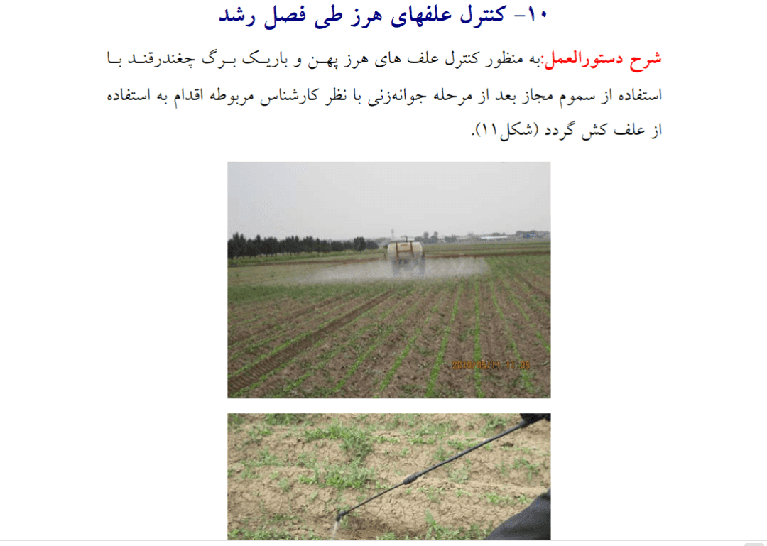 دانلود جزوه راهنمای زراعت چغندرقند — تصویر ۳