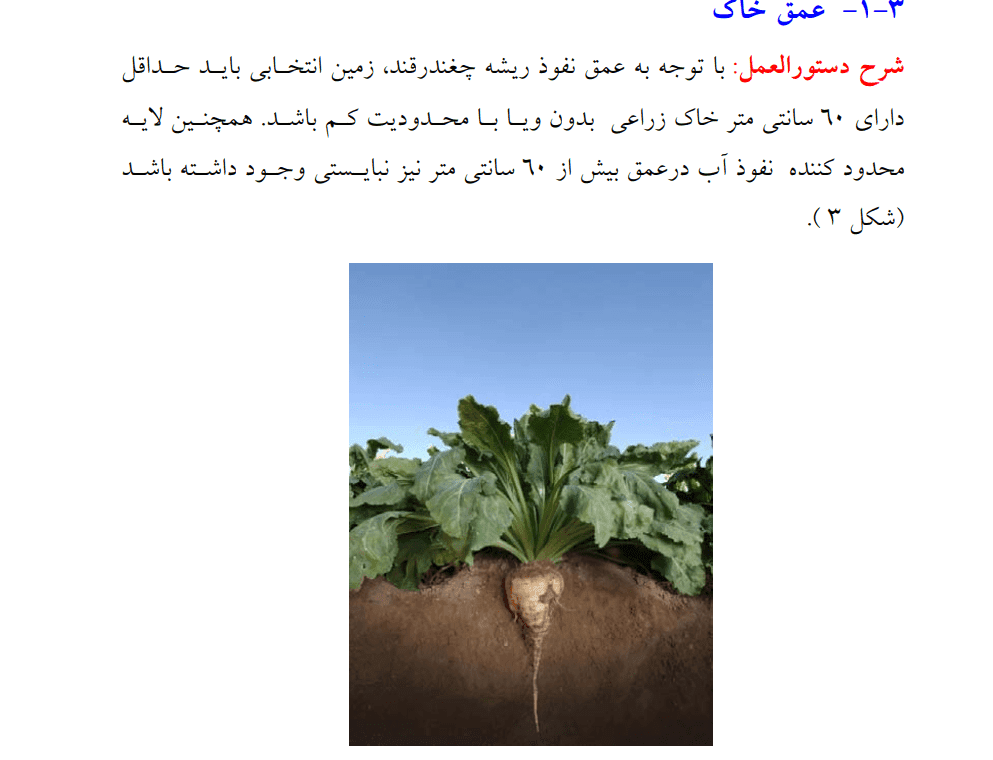 دانلود جزوه راهنمای زراعت چغندرقند — تصویر ۵