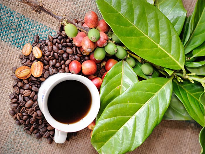 بذر قهوه عربیکا خوش عطر کلمبیایی بسته 5 عددی