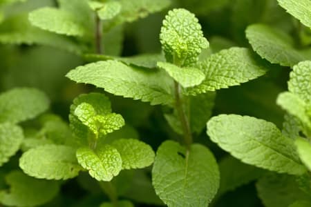 بذر نعنا موهیتو بسته 30 عددی — تصویر ۲