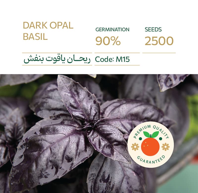 بذر ریحان ایتالیایی بنفش یاقوت تیره پاکت اورجینال 2500 عددی راشا⭐