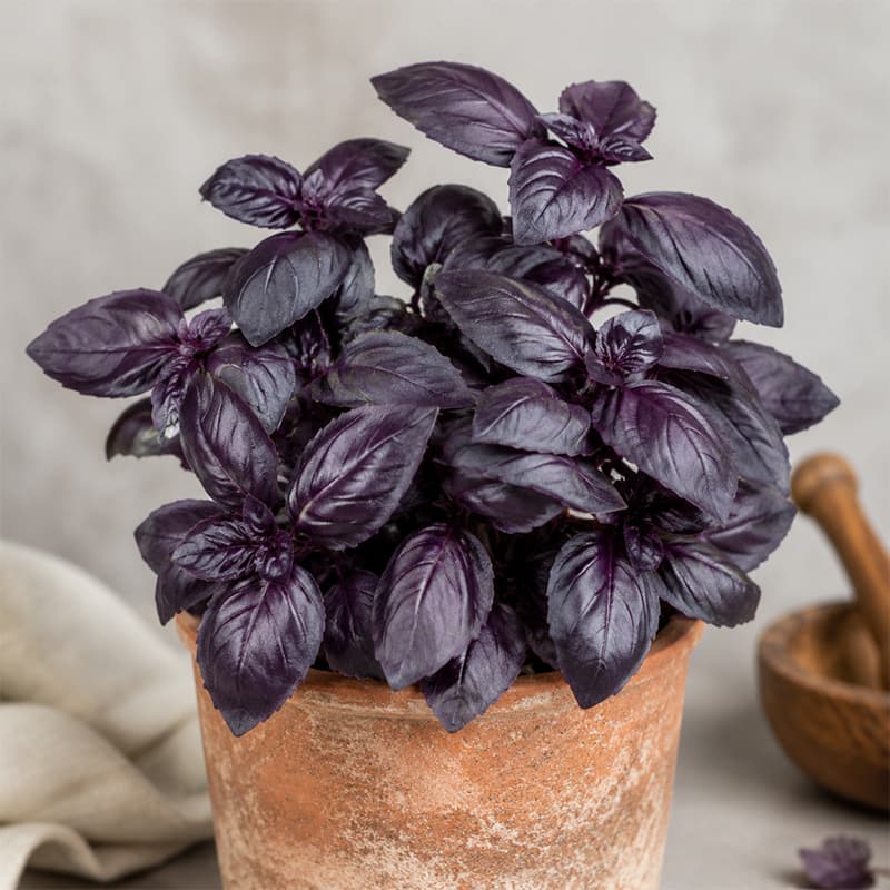 بذر ریحان ایتالیایی بنفش یاقوت تیره پاکت اورجینال 2500 عددی راشا⭐ — تصویر ۲