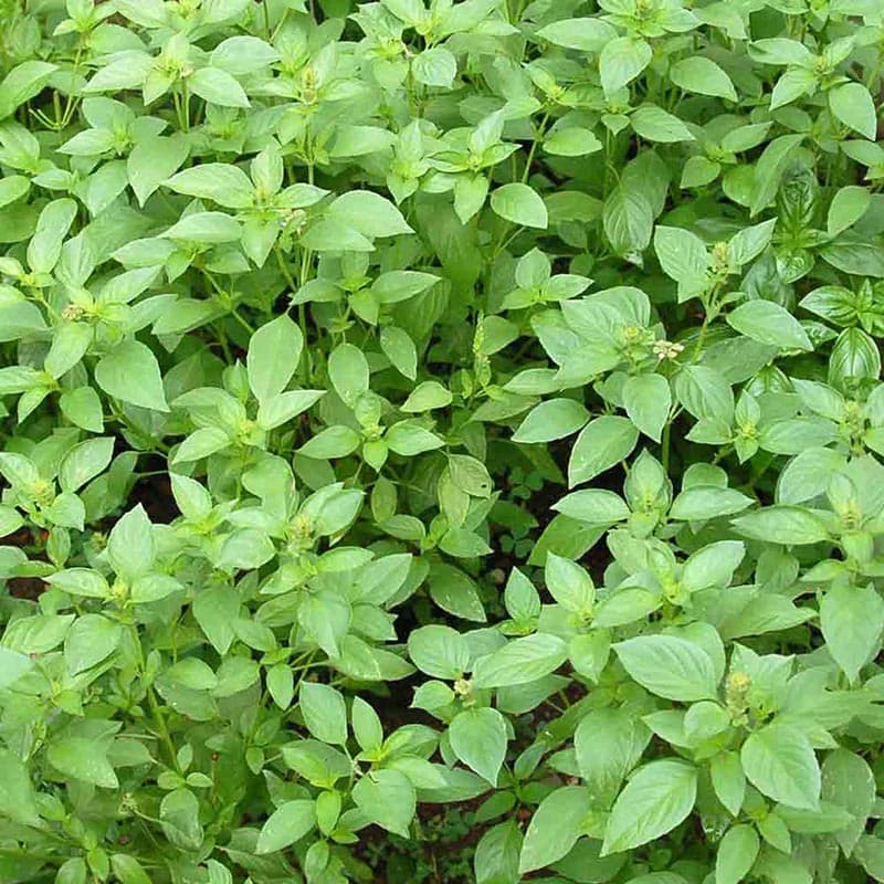 بذر ریحان لیمویی خوش عطر ایتالیایی بسته 100 عددی — تصویر ۲