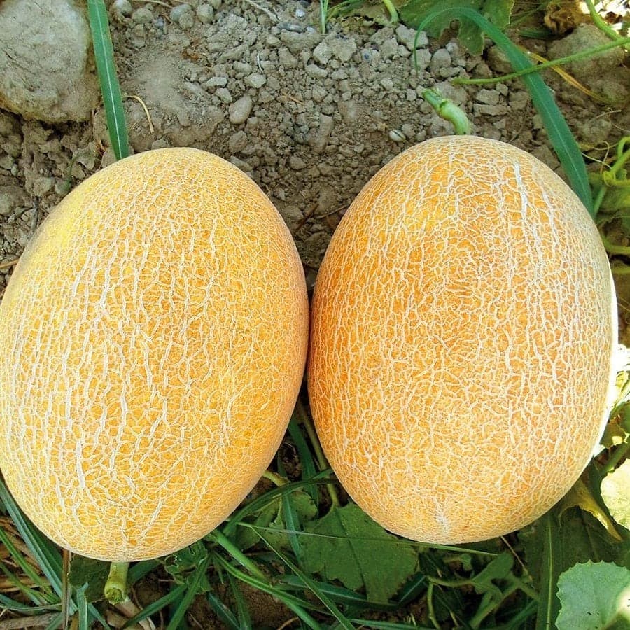 بذر ملون جسیکا هیبرید فوق پربار ایتالیایی بسته 10 عددی — تصویر ۳