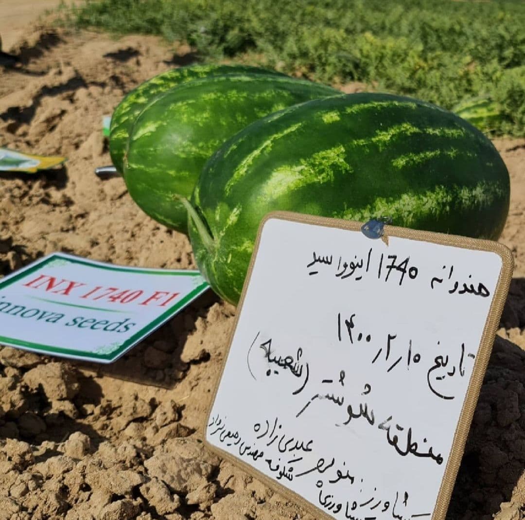 بذر هندوانه 1740 هیبرید فوق پربار ایتالیایی بسته 10 عددی — تصویر ۳