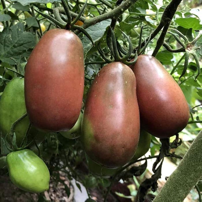 بذر گوجه فرنگی بنفش اوکراینی بسته 10 عددی — تصویر ۲