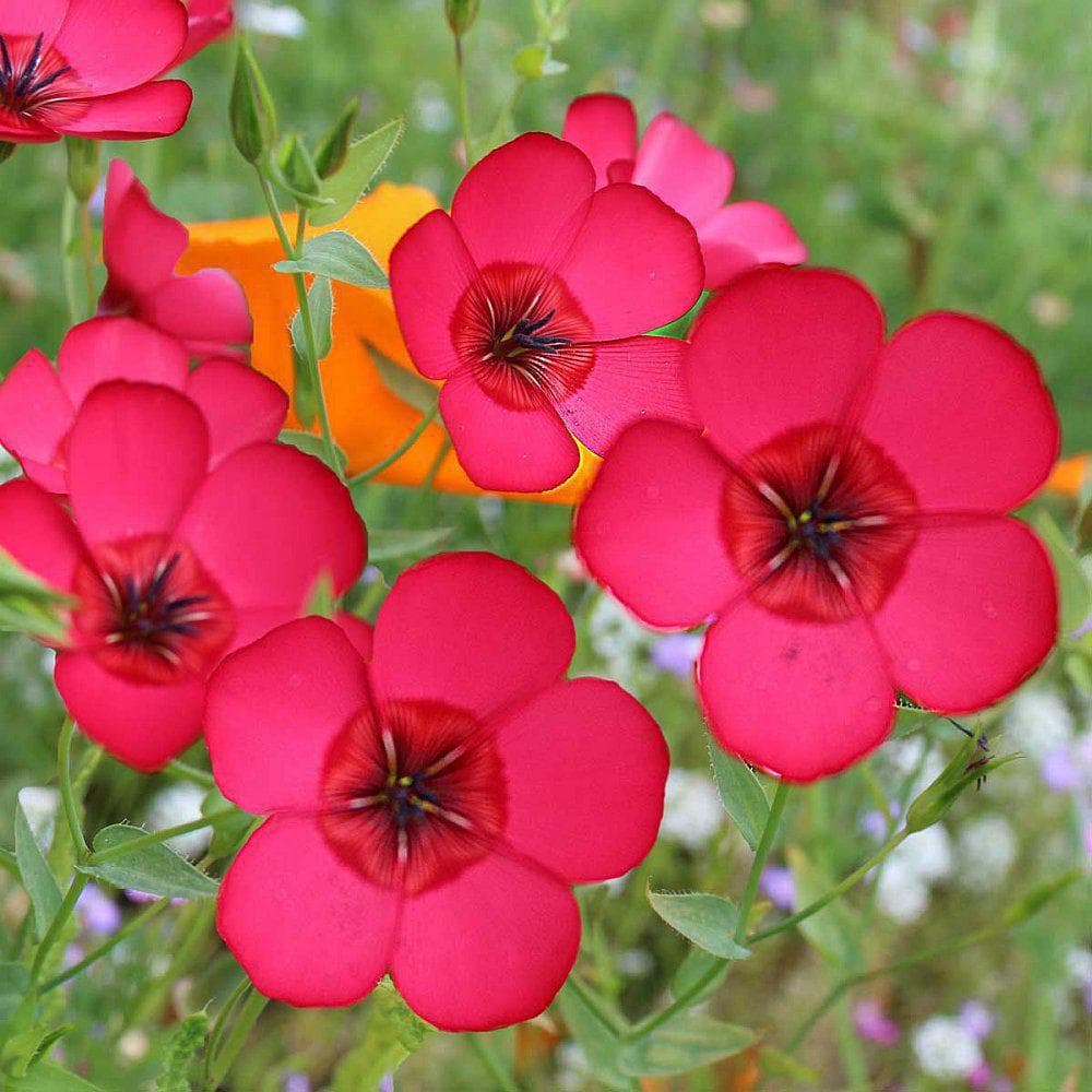 بذر گل کتان قرمز بسته ۵۰ عددی
