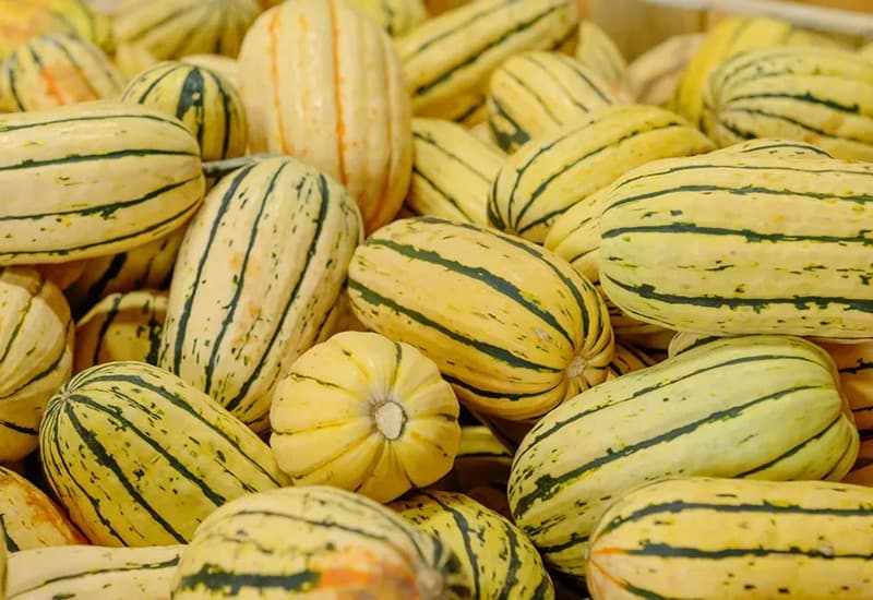 بذر کدو دلیکاتا فوق شیرین آمریکایی بسته 10 عددی — تصویر ۲
