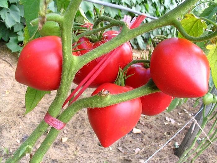 بذر گوجه فرنگی قلبی صورتی مجارستانی بسته 10 عددی