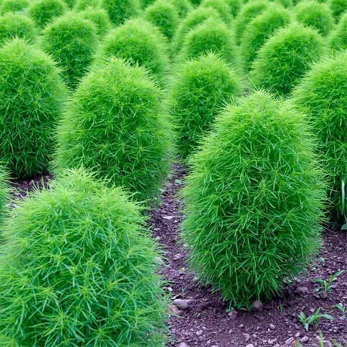 بذر جاروی زینتی آمریکایی بسته 50 عددی