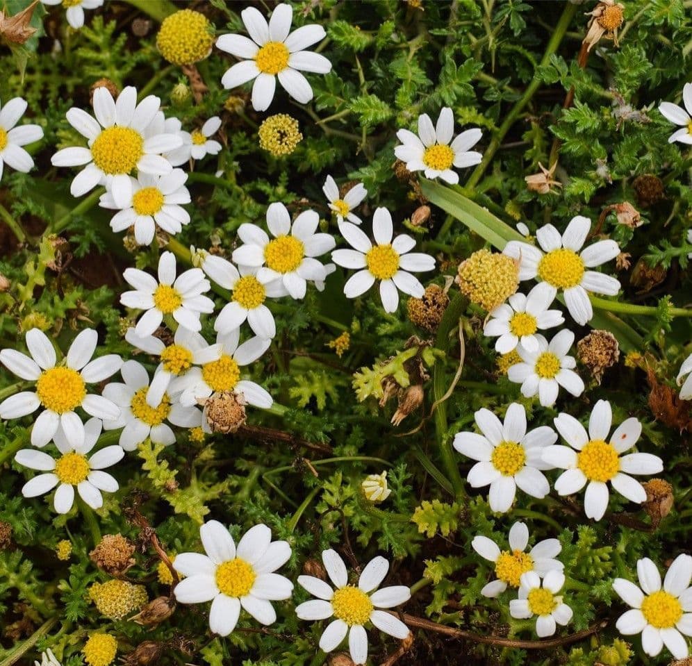 بذر بابونه رومی چندساله بسته 200 عددی — تصویر ۳