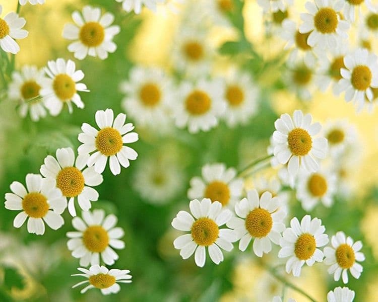 بذر بابونه رومی چندساله بسته 200 عددی — تصویر ۲