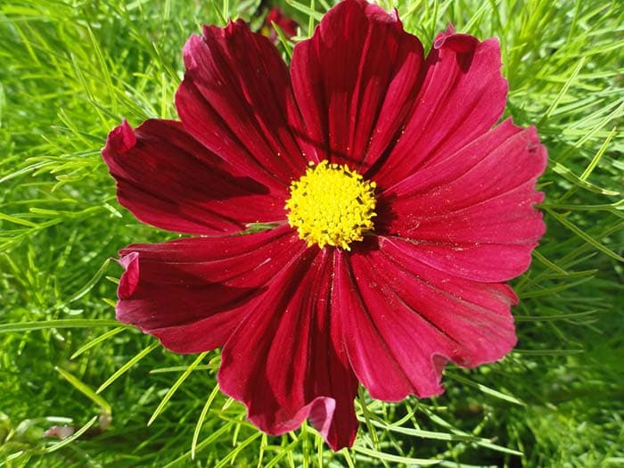 بذر گل ستاره ای پابلند قرمز پر گل ایتالیایی بسته 50 عددی — تصویر ۳