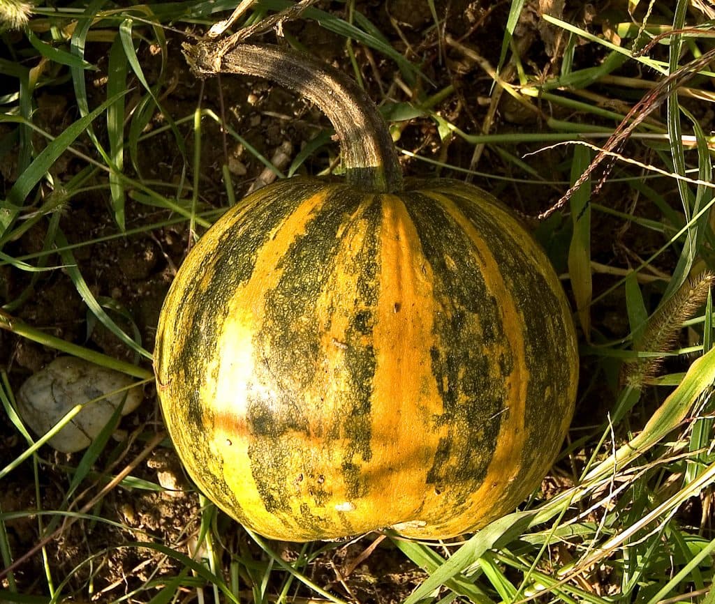 بذر کدو تخم کاغذی بسته 20 عددی — تصویر ۲