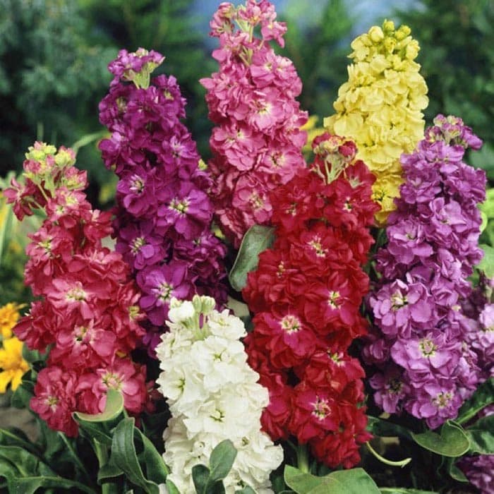 بذر گل شب بو پابلند رنگارنگ ایتالیایی بسته 30 عددی — تصویر ۲