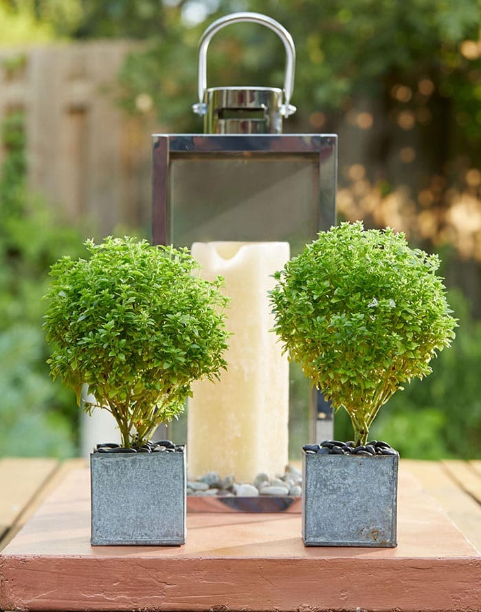 بذر ریحان بوته ای خوش عطر مینیاتوری ایتالیایی بسته ۱۰۰ عددی — تصویر ۴