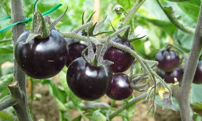 بذر گوجه فرنگی مشکی تو مشکی هیبرید 3840 دانژه بسته 5 عددی — تصویر ۳
