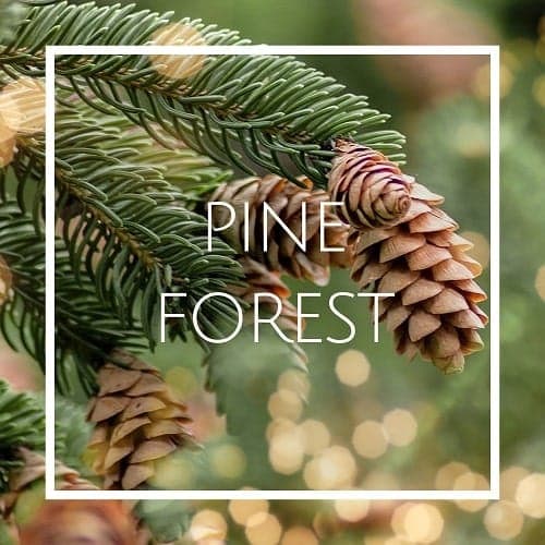 اسانس خوشبو کننده هوا کاج جنگلی (Pine Forest) — تصویر ۲