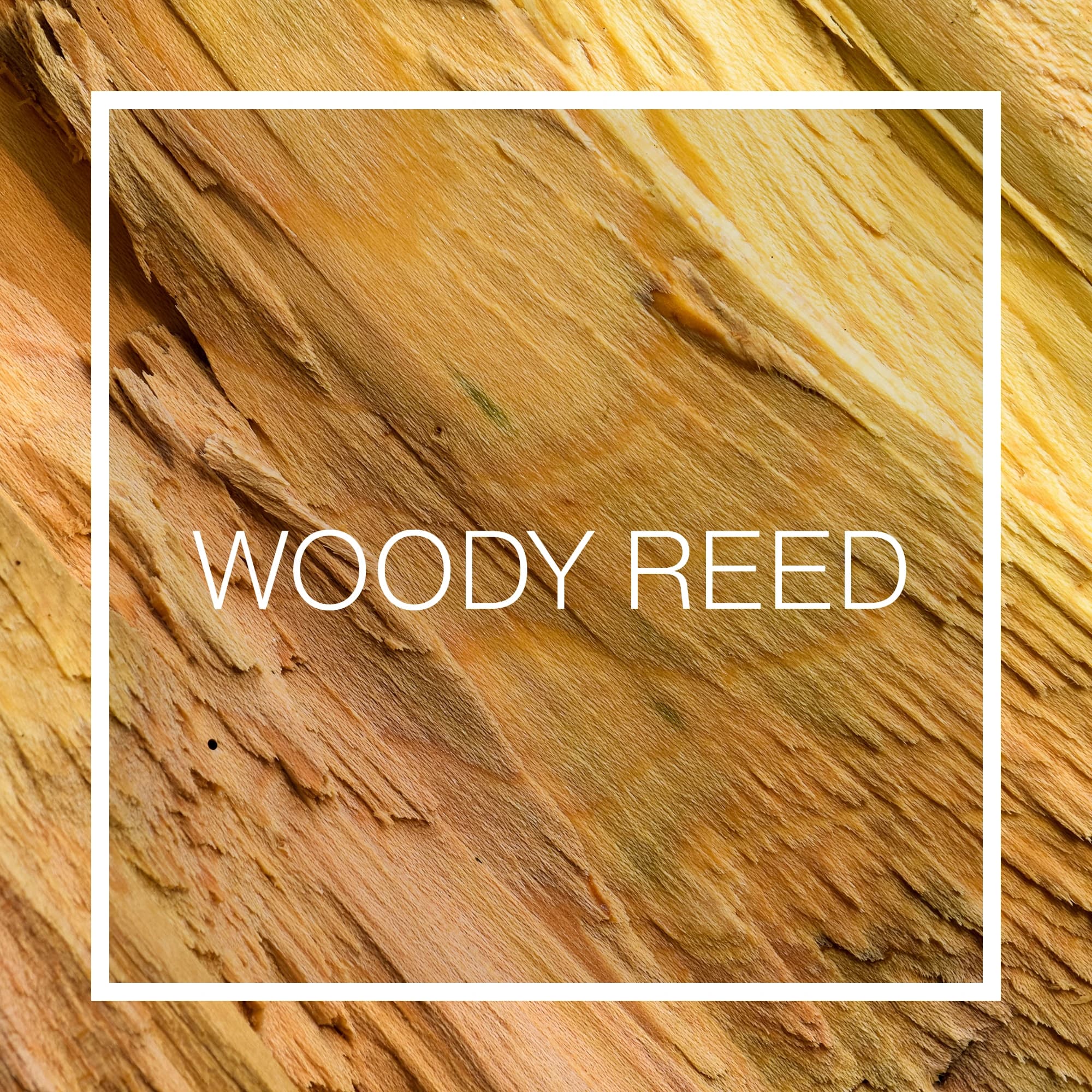 اسانس خوشبو کننده هوا وودی رید (Woody Reed)