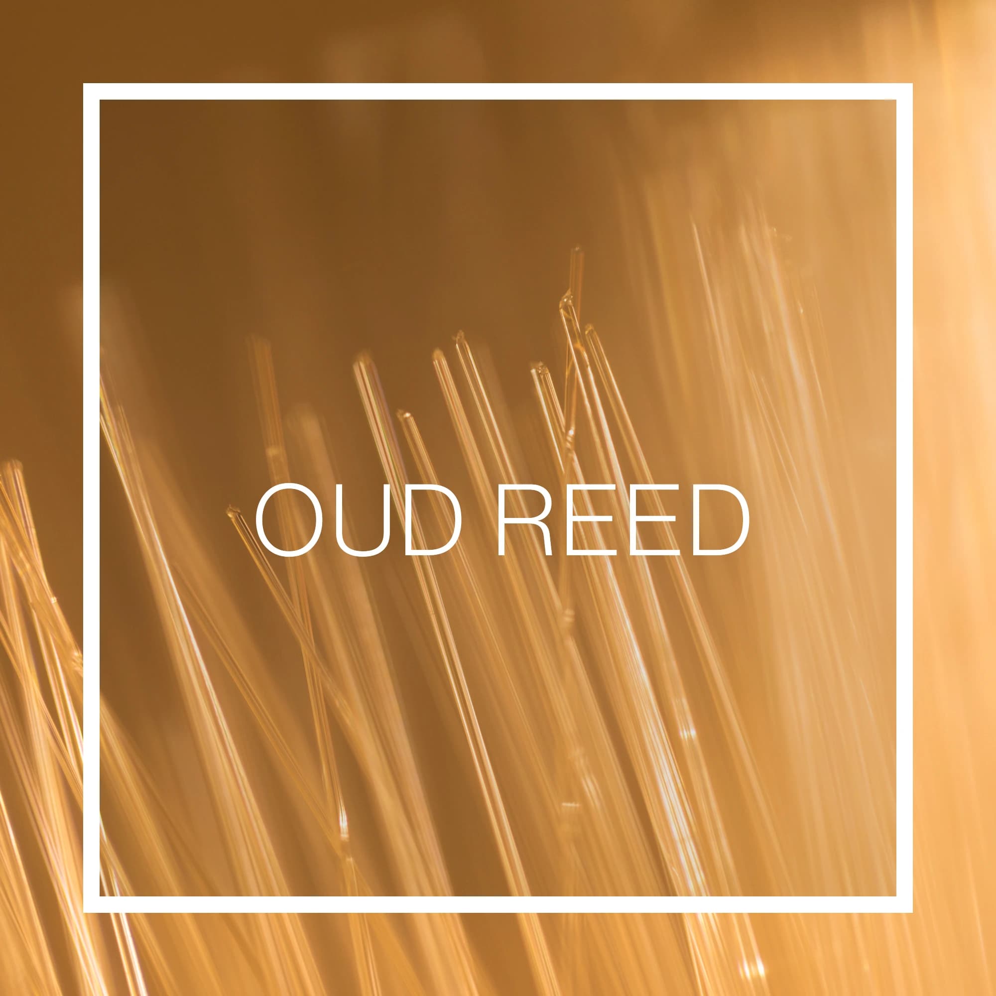 اسانس خوشبو کننده هوا عود رید (Oud Reed)