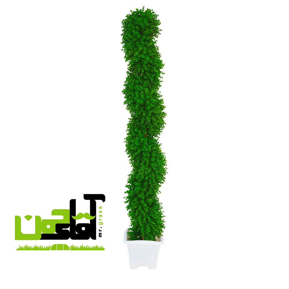درختچه شمشاد بلند در اندازه های متفاوت