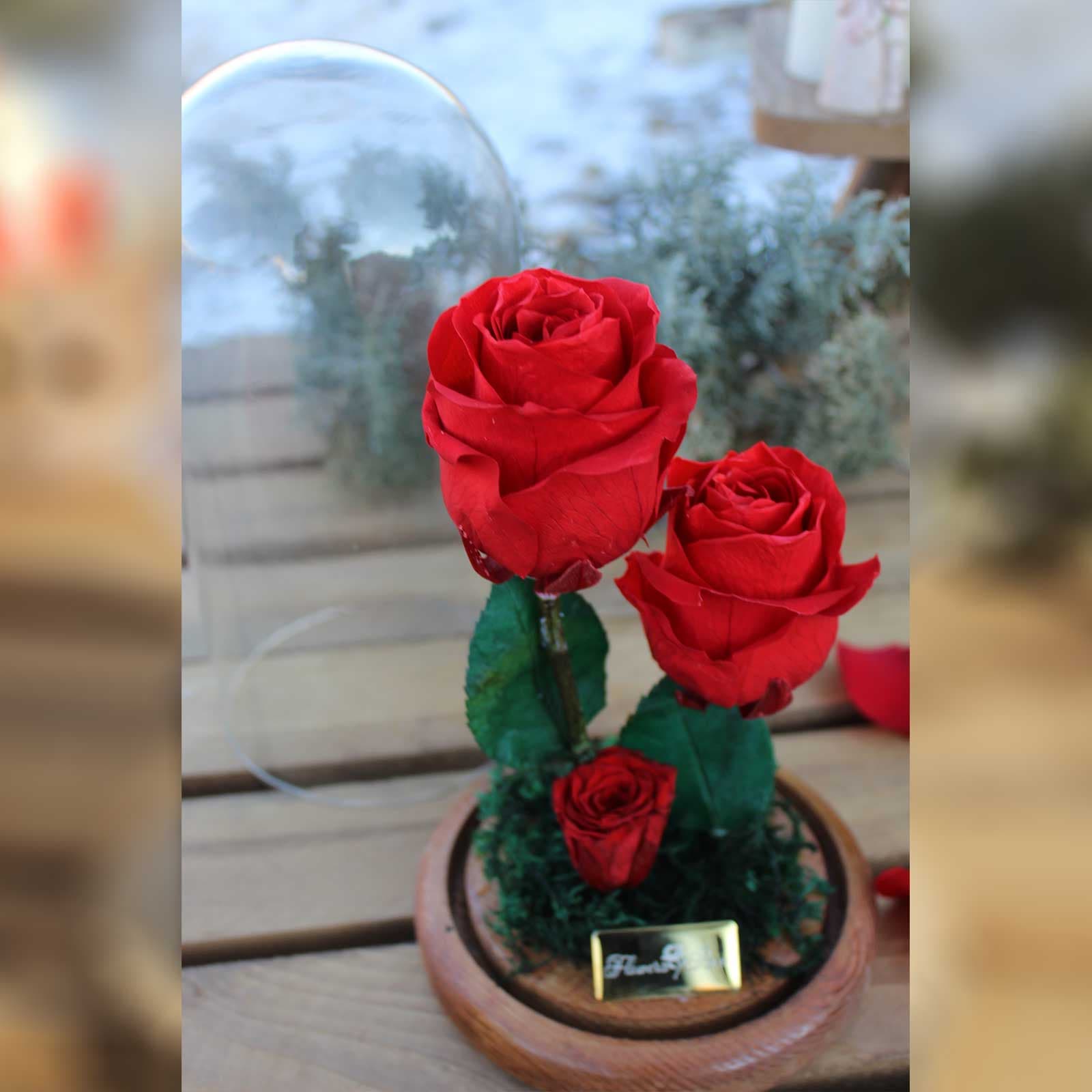 رز جاودان دیو و دلبر قرمز دو شاخه
