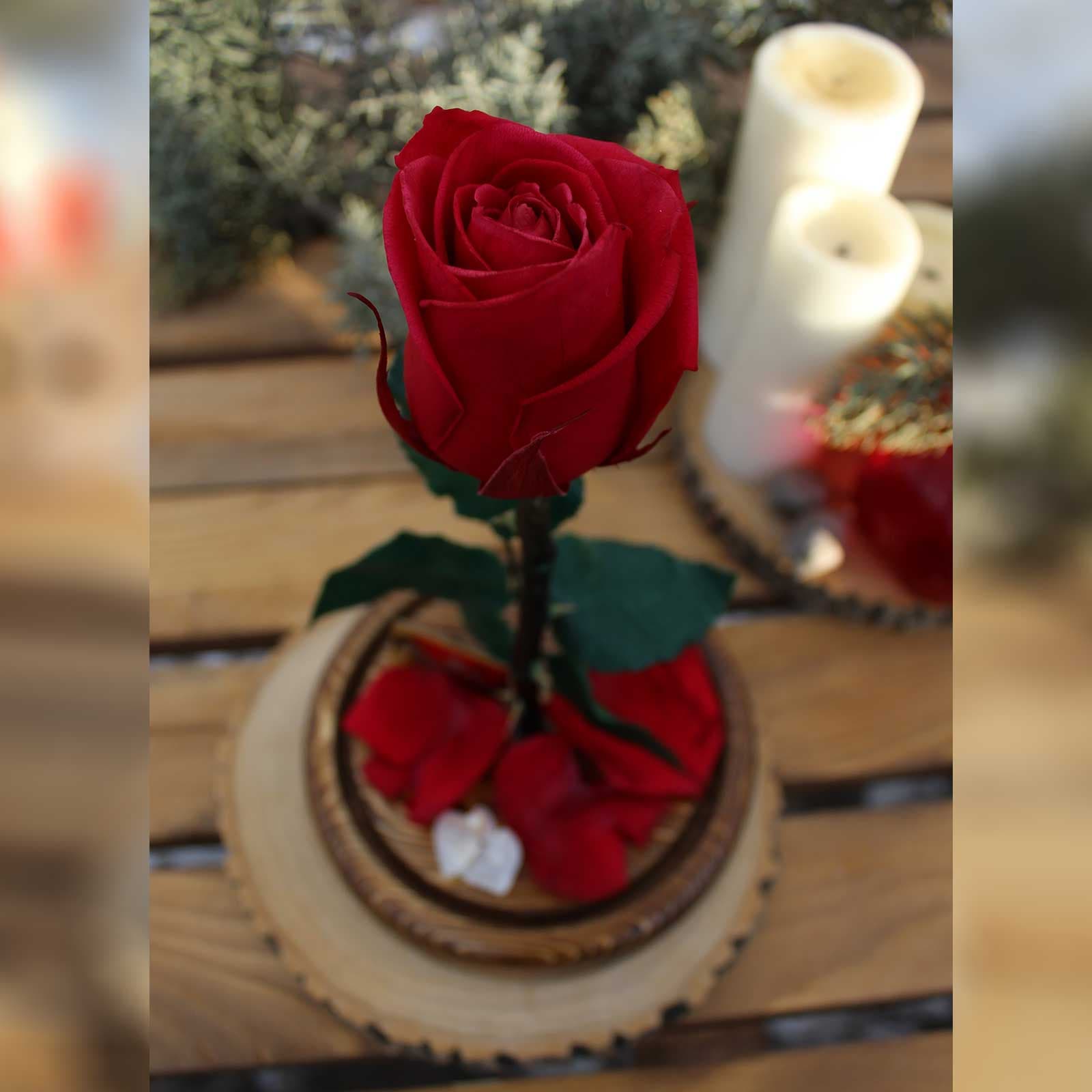رز جاودان دیو و دلبر قرمز تک شاخه