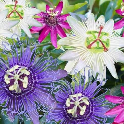 بذر گل ساعتی رونده Passiflora