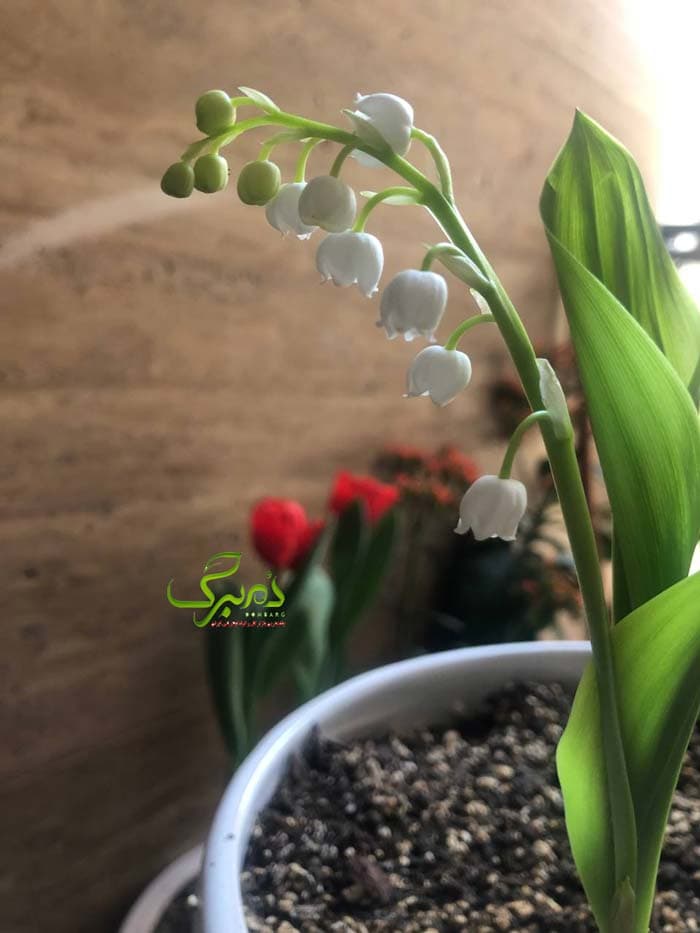 ریزوم گل موگه معطر — تصویر ۶