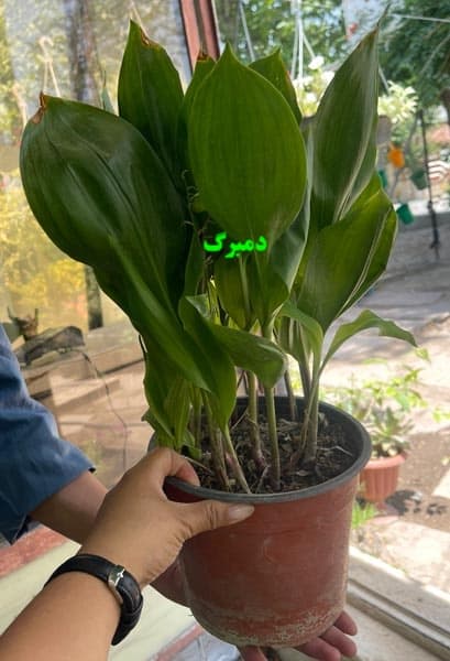 ریزوم گل موگه معطر — تصویر ۵