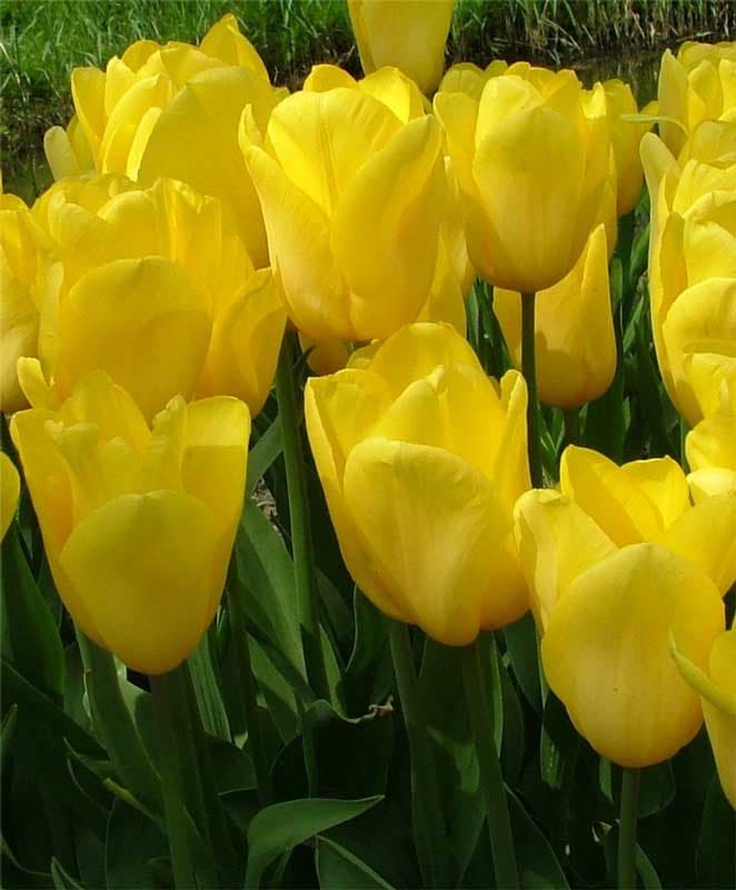پیاز لاله زرد رقم Strong Gold — تصویر ۳