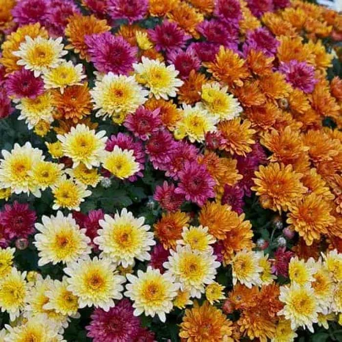 بذر عمده گل داوودی الوان پاکوتاه