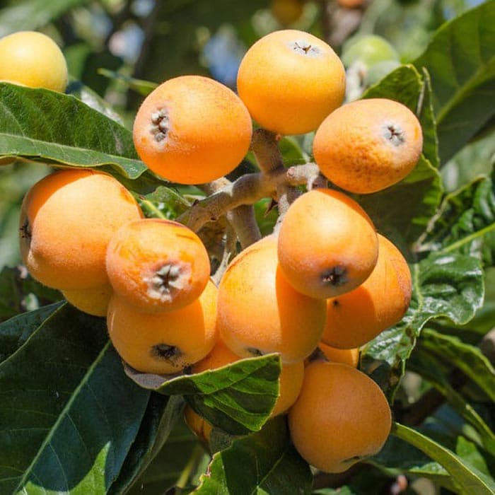 بذر ازگیل ژاپنی یا لوکوآت